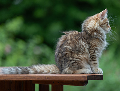 Anastasia - 16 Wochen alt