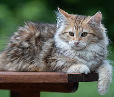 Anastasia - 16 Wochen alt