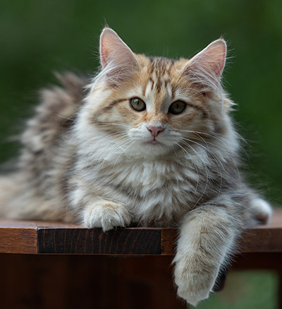 Anastasia - 16 Wochen alt