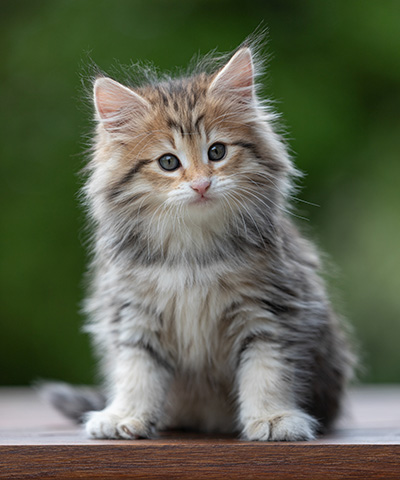 Anastasia - 9 weeks old