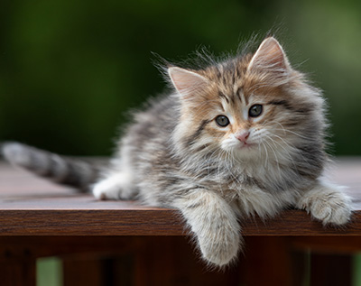 Anastasia - 9 weeks old