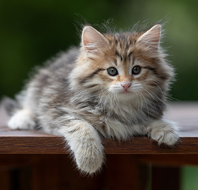 Anastasia - 9 weeks old