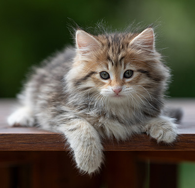 Anastasia - 9 weeks old