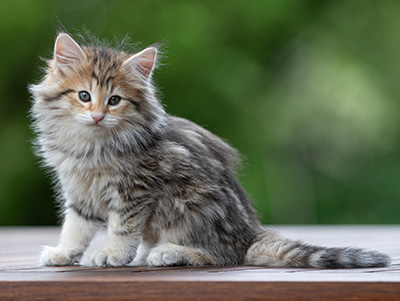 Anastasia - 9 weeks old