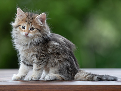 Anastasia - 9 weeks old