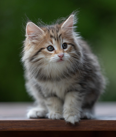 Anastasia - 9 weeks old
