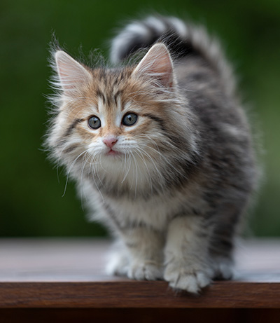 Anastasia - 9 weeks old