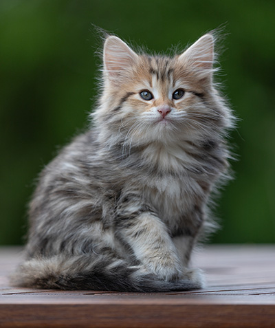 Anastasia - 9 weeks old