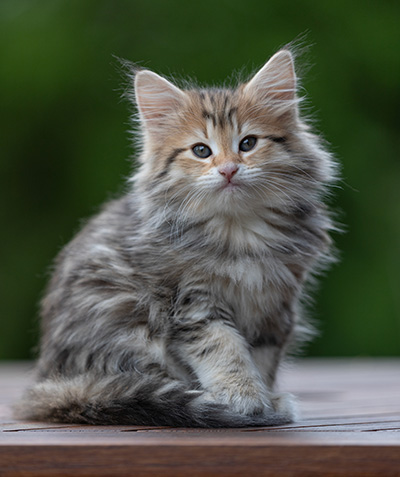 Anastasia - 9 weeks old