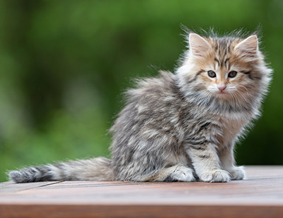 Anastasia - 9 weeks old