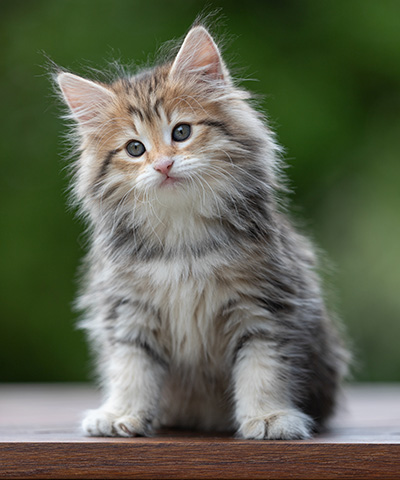 Anastasia - 9 weeks old