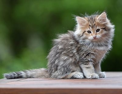 Anastasia - 9 weeks old