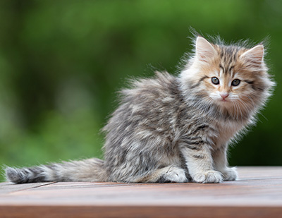 Anastasia - 9 weeks old