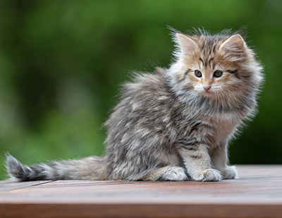 Anastasia - 9 weeks old