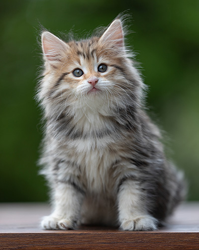 Anastasia - 9 weeks old