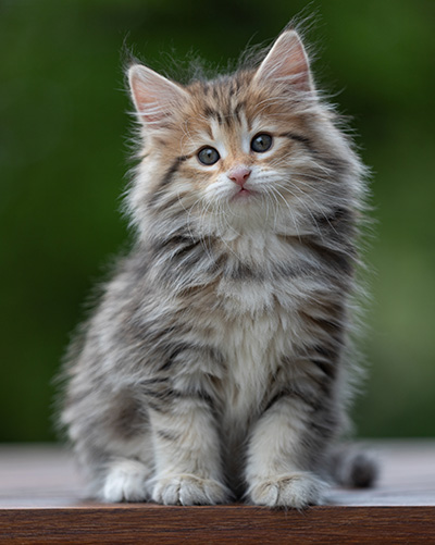 Anastasia - 9 weeks old
