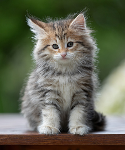Anastasia - 9 weeks old