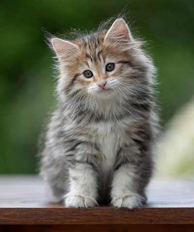 Anastasia - 9 weeks old