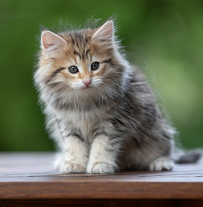 Anastasia - 9 weeks old