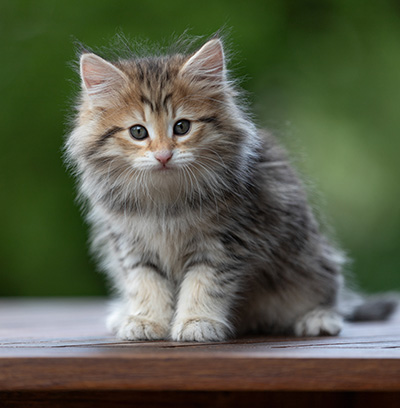 Anastasia - 9 weeks old