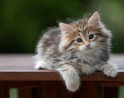 Anastasia - 9 weeks old