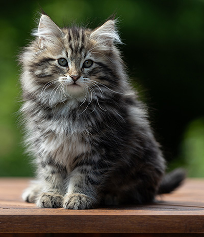 Andrej - 12 Wochen alt