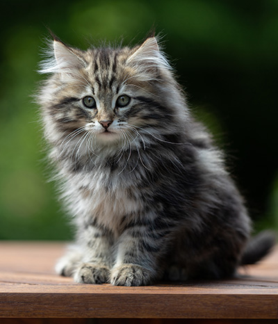 Andrej - 12 Wochen alt