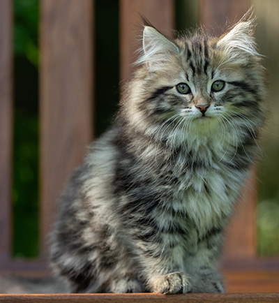 Andrej - 12 Wochen alt