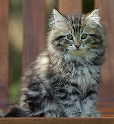 Andrej - 12 Wochen alt