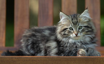 Andrej - 12 Wochen alt