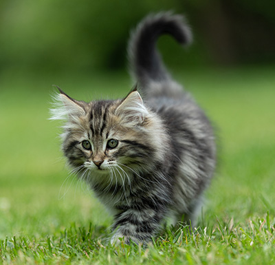 Andrej - 12 Wochen alt