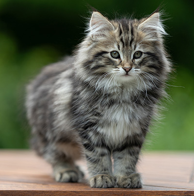 Andrej - 12 Wochen alt