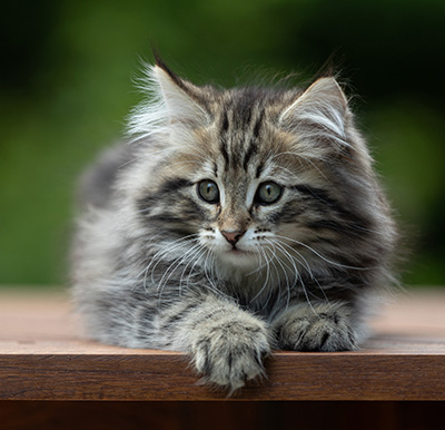 Andrej - 12 Wochen alt