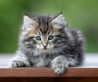 Andrej - 9 weeks old