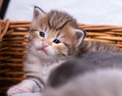 Aldor - 3 weeks old