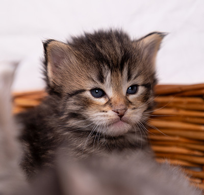 Alva - 3 weeks old