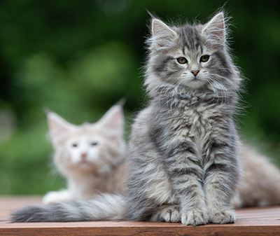 Alveig - 11 semaines