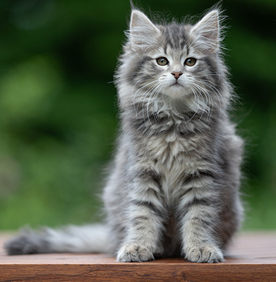 Alveig - 11 semaines