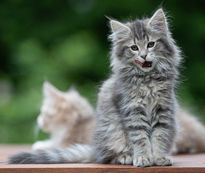 Alveig - 11 semaines