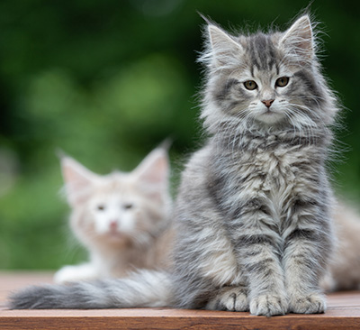 Alveig - 11 semaines