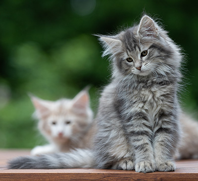 Alveig - 11 semaines