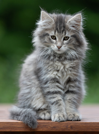 Alveig - 11 semaines