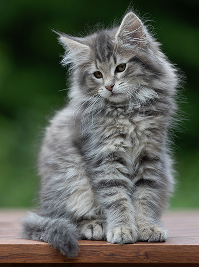 Alveig - 11 semaines