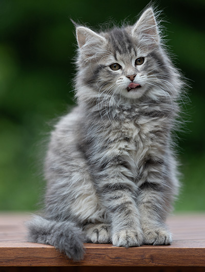 Alveig - 11 semaines