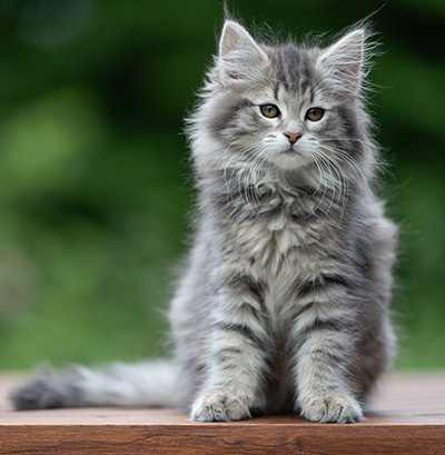 Alveig - 11 semaines