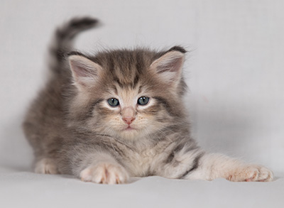 Bengt-Anders - 4 weeks old