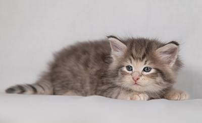 Bengt-Anders - 4 weeks old
