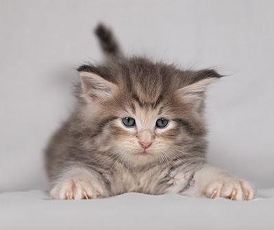 Bengt-Anders - 4 weeks old