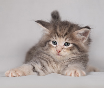 Bengt-Anders - 4 weeks old