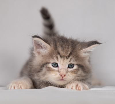 Bengt-Anders - 4 weeks old